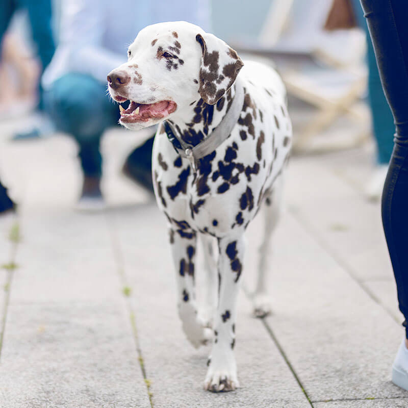 Bürohunde willkommen: Bei RED dürfen auch die Vierbeiner mit an den Arbeitsplatz.